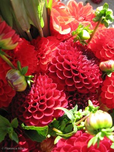 Photo Art Card Red Zinnias