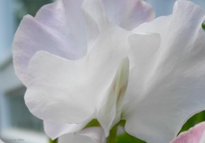 Sweet Pea Sweet Pea