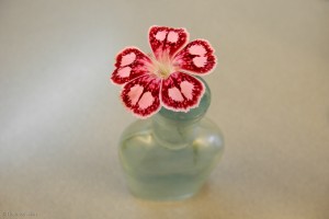 Dianthus