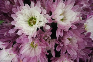 Purple Mums