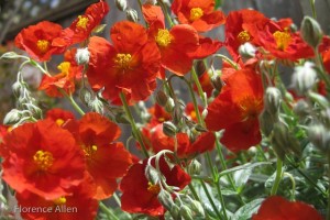 Sunrose - Helianthemum Sunrose - Helianthemum