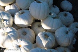 Ghost Pumpkins Ghost Pumpkins