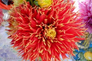 Dahlia Dahlia