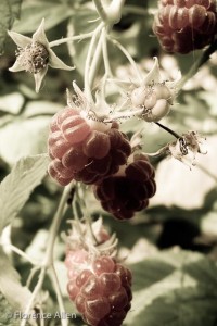 Raspberry Raspberry