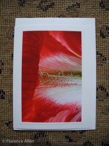 Amaryllis Merry Christmas Amaryllis Merry Christmas