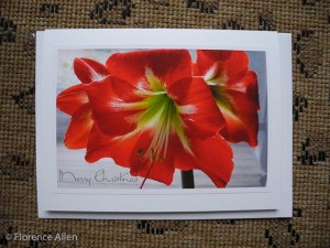 Holiday Amaryllis