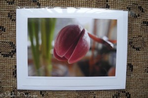 Orchid Bud Orchid Bud