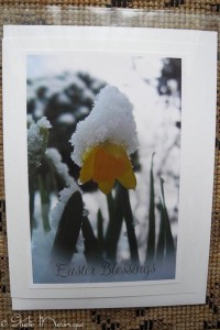 Spring Miniature Daffodil