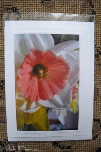 Daffodil Daffodil
