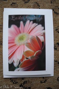 Gerbera Daisy Gerbera Daisy