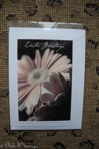 Gerbera Daisy