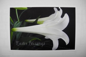 Easter Lily