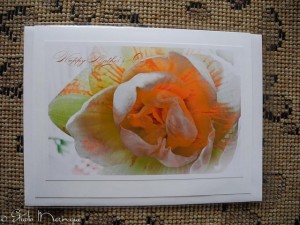 Amaryllis Amaryllis
