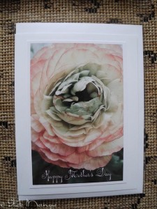 Ranunculus Ranunculus