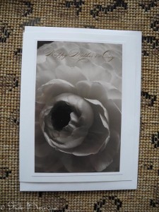 Ranunculus Too Ranunculus Too