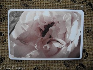 Postcard Rose Postcard Rose