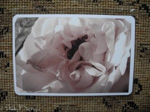 Postcard Rose