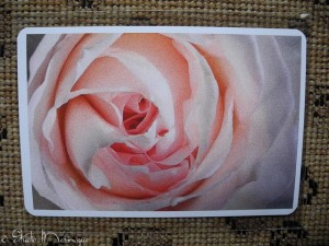 Postcard Rose