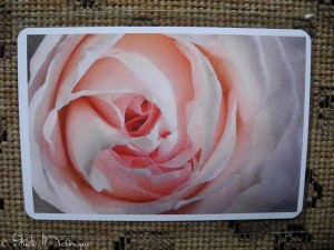 Postcard Rose Postcard Rose