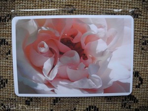 Postcard Rose