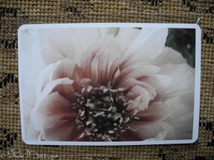 Postcard Peony Postcard Peony