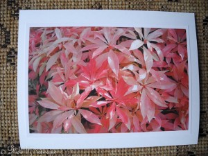 Andromeda, Pieris Japonica Andromeda, Pieris Japonica