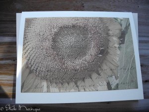 Sunflower Poem Sunflower Poem