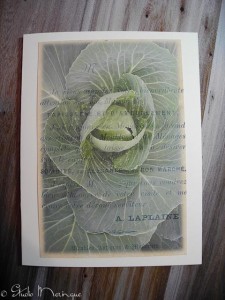French Cabbage French Cabbage