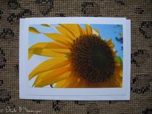 Sunflower Sunflower