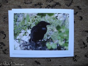 Grand Canyon Crow