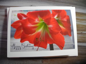 Amaryllis Happy Birthday