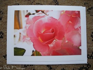 I love how the light came through the back of this sweet little pink rose.