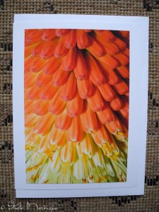 Kniphofia: Seeing this flower close-up is such a delightful perspective.