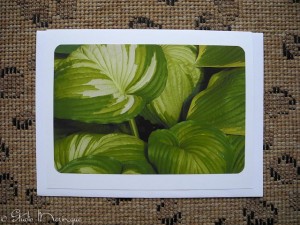 Shapes of a Hosta