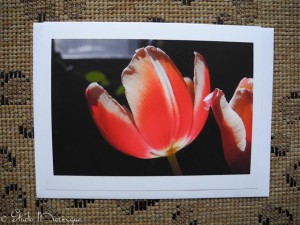 Tulip bouquet in the morning sun.