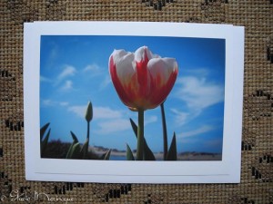 Tulips growing along the Siuslaw River in Florence, Oregon