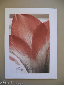 Amaryllis