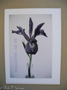 Wild Iris