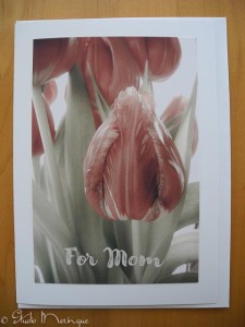 Tulips For Mom