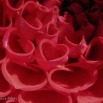 Close-up Dahlia Petal