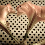 Amaryllis Heart